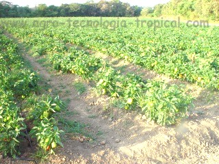 Los factores de produccin se conjugan para cultivar este campo de pimentones